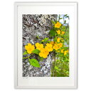 【スーパーSALE半額】版画 山吹 (美宇宙(Misora))インテリア 壁掛け 額入り 風景画 ポスター アート リビング 玄関に飾る 風水 プレゼント モダ...