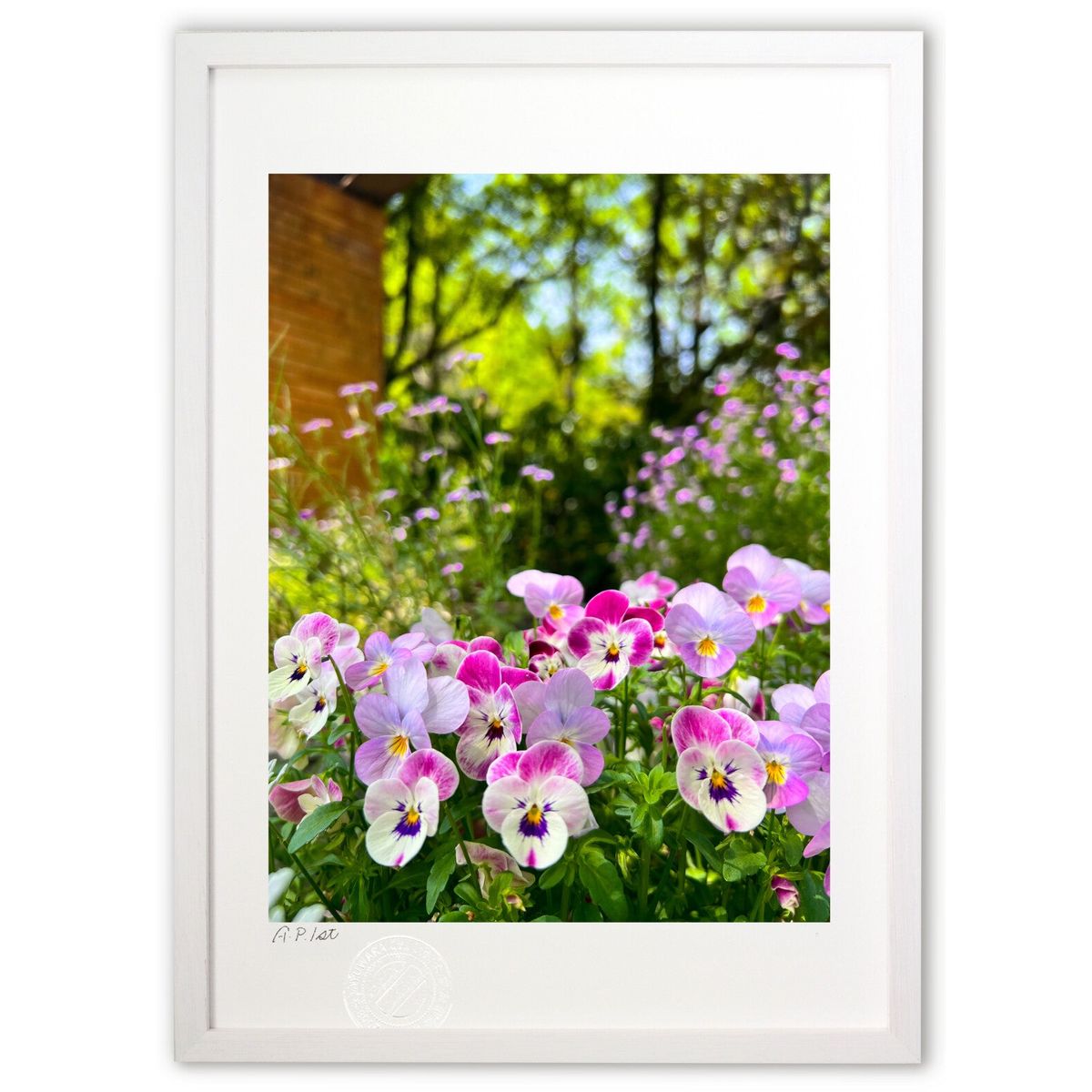 ڥѡSALEȾۡǲ դ۵Ͷ (Misora)