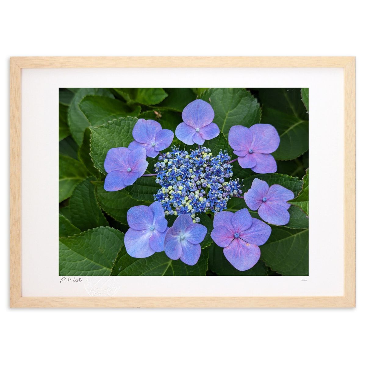 ڥѡSALEȾۡǲ 翧Υ (okiron)ƥꥢ ɳݤ  ʲ ݥ  ӥ ؤ˾  ץ쥼 ...