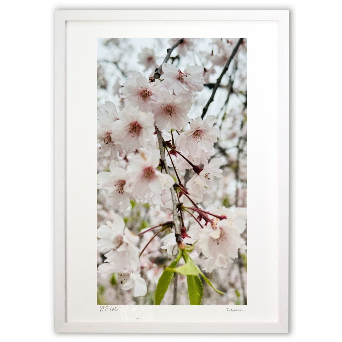 版画 枝垂れ桜 (龍神丸)インテリア 壁掛け 額入り 風景画 ポスター アート リビング 玄関に飾る 風水 プレゼント モダン アートフレーム