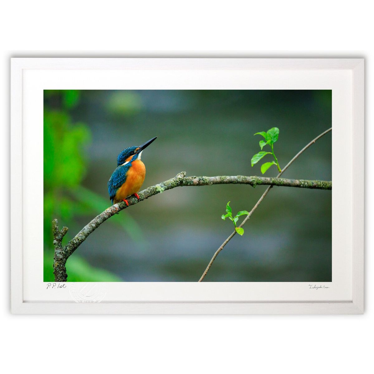 【スーパーSALE半額】版画 カワセミ (龍)インテリア 壁掛け 額入り 風景画 ポスター アート リビング 玄関に飾る 風水 プレゼント モダン アートフレー...