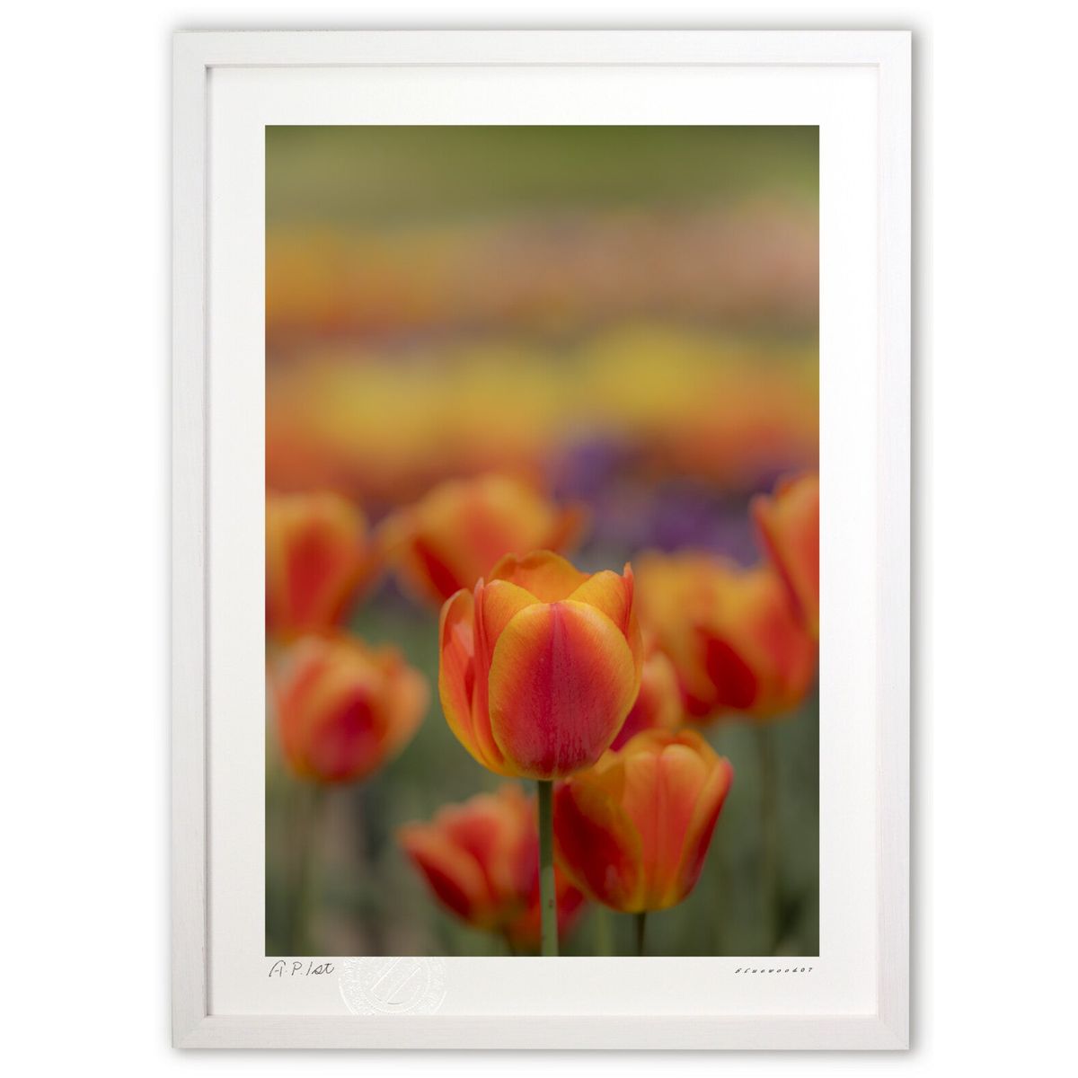 版画 オレンジチューリップ (bluewoods07)