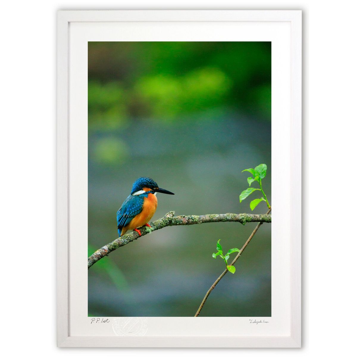 【スーパーSALE半額】版画 カワセミ(縦) (龍)インテリア 壁掛け 額入り 風景画 ポスター アート リビング 玄関に飾る 風水 プレゼント モダン アート...