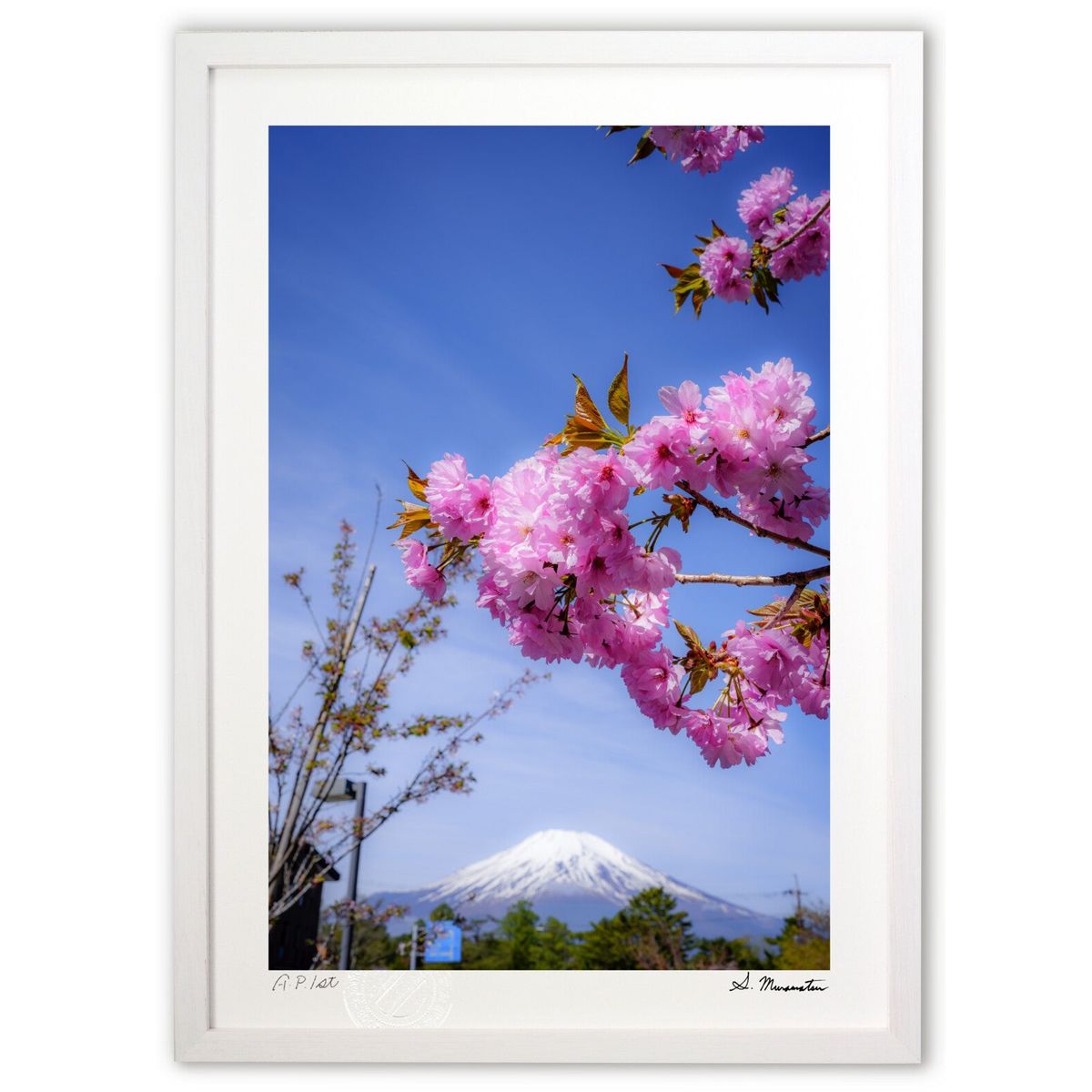版画 桜富士 (Shinobu Muramatsu)