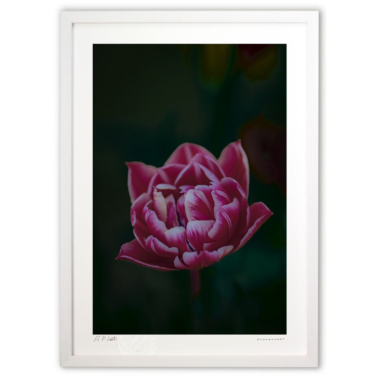 版画 赤い愛のチューリップ (bluewoods07)