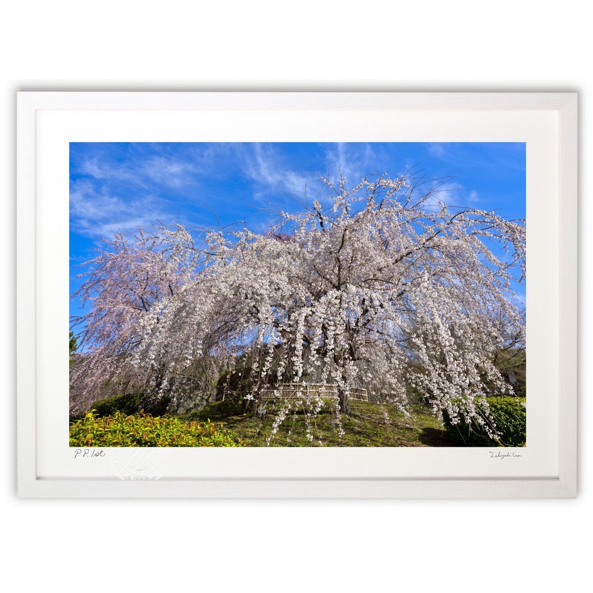 【スーパーSALE半額】版画 祇園枝垂れ桜 (dolche)インテリア 壁掛け 額入り 風景画 ポスター アート リビング 玄関に飾る 風水 プレゼント モダン...