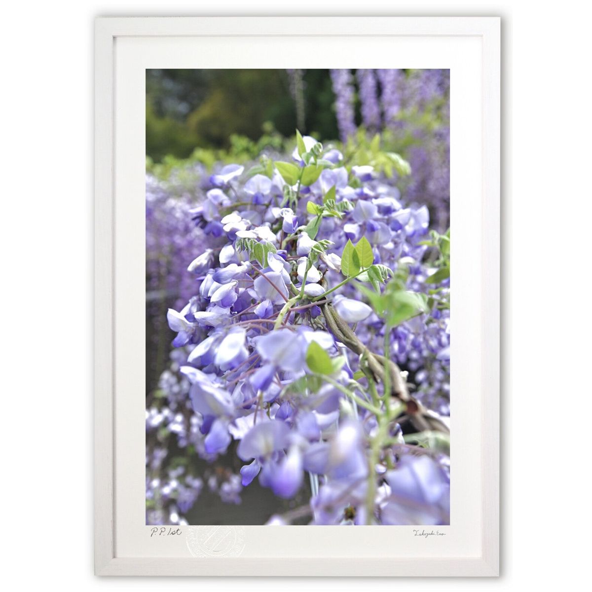 ڥѡSALEȾۡǲ ƣβ (mitan)ƥꥢ ɳݤ  ʲ ݥ  ӥ ؤ˾  ץ쥼  ...