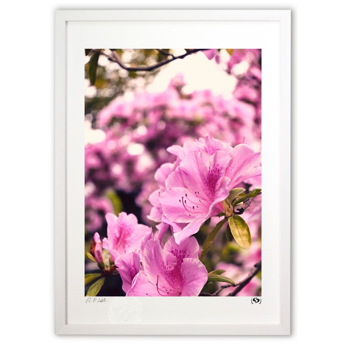 ڥѡSALEȾۡǲ 2 (Tsuyoshi)ƥꥢ ɳݤ  ʲ ݥ  ӥ ؤ˾  ץ쥼  ...