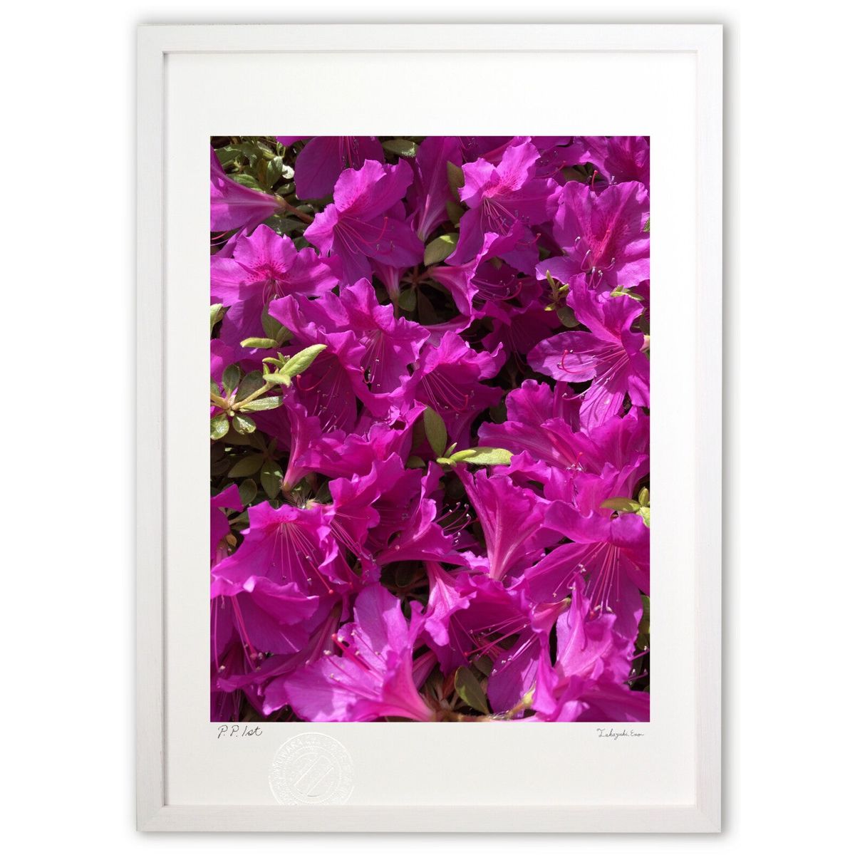 ڥѡSALEȾۡǲ 5۸ (ե)ƥꥢ ɳݤ  ʲ ݥ  ӥ ؤ˾  ץ쥼  ...