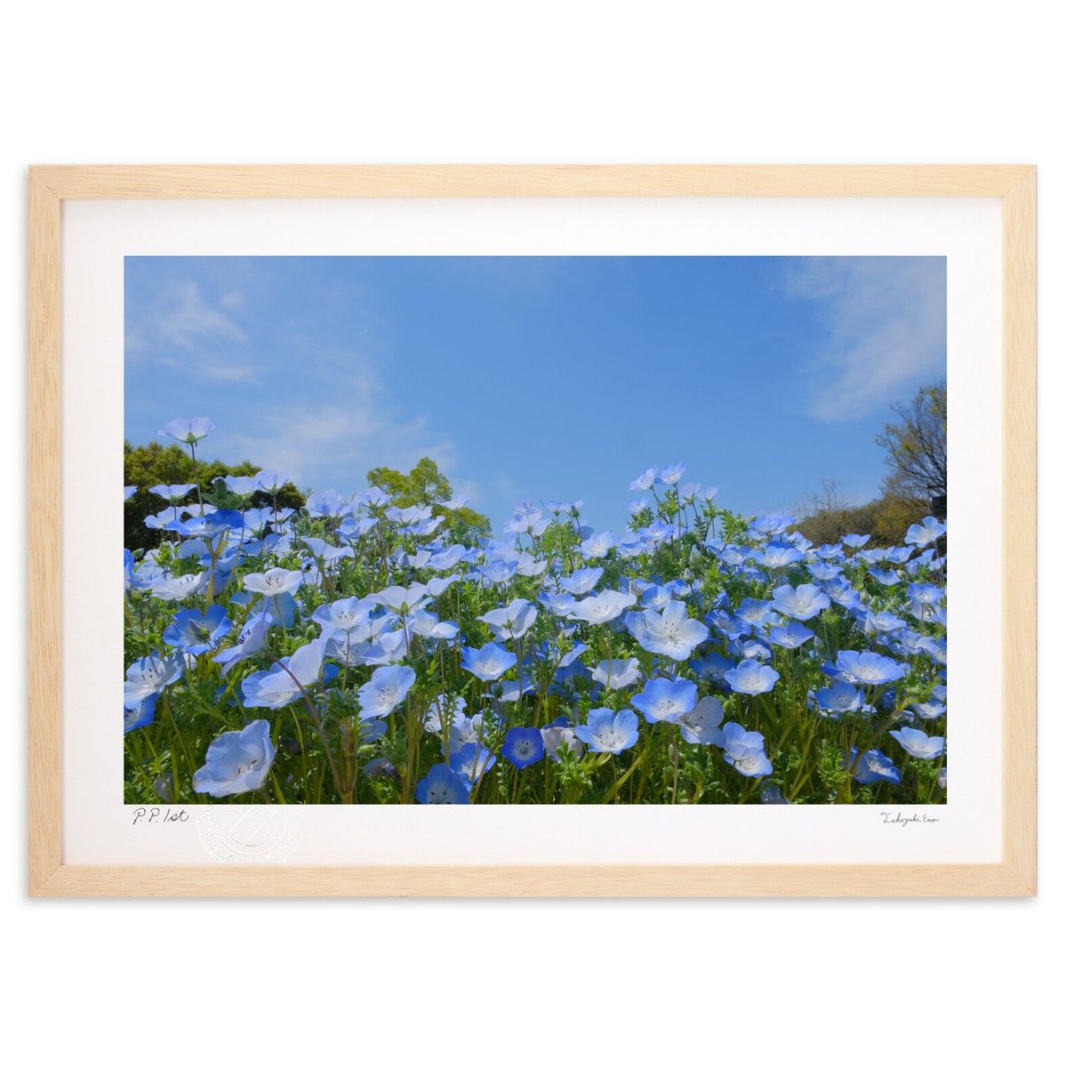 版画 ネモフィラと青空 (栄樹)インテリア 壁掛け 額入り 風景画 ポスター アート リビング 玄関に飾る 風水 プレゼント モダン アートフレーム
