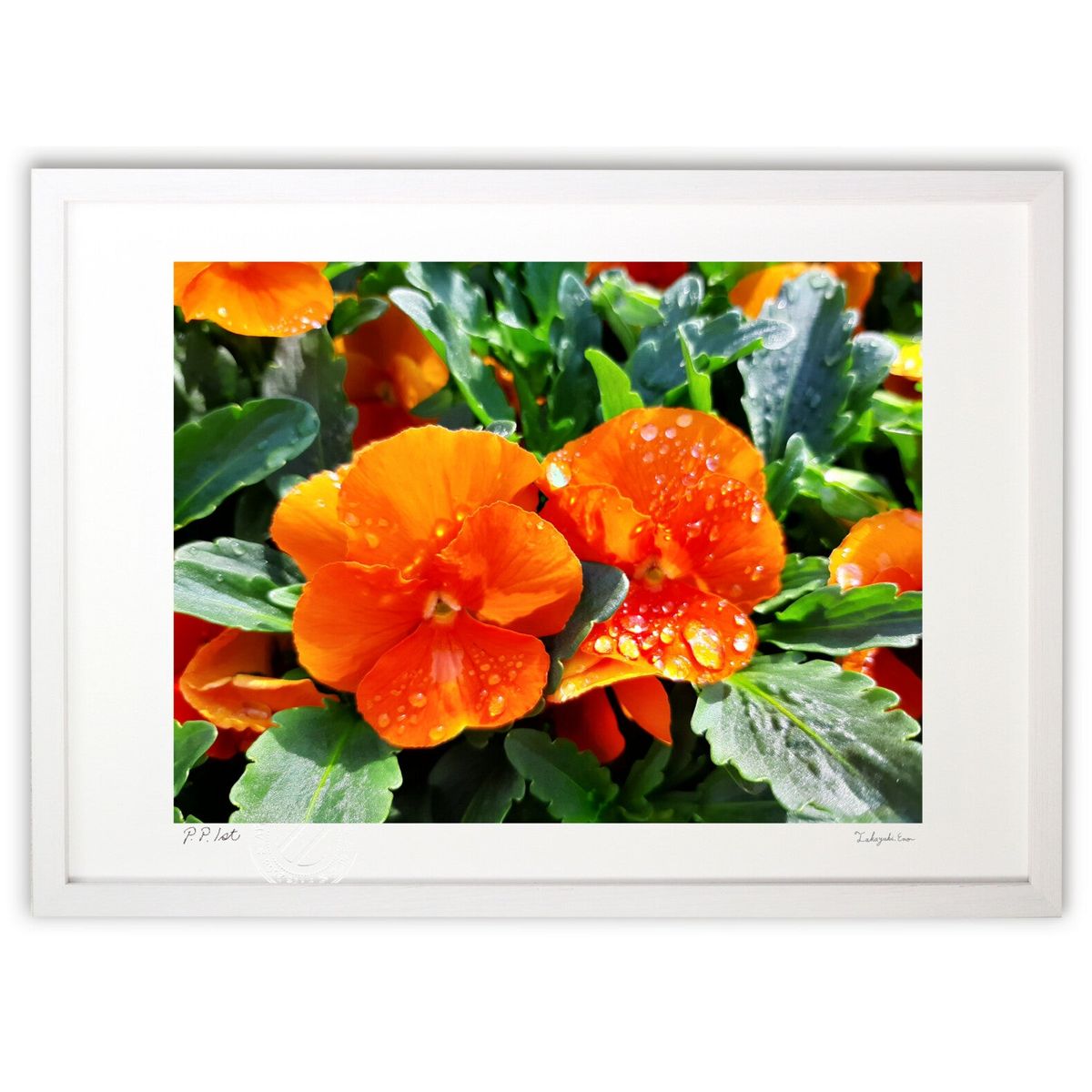 版画 朝露とパンジー (新城健 シンジョウ ケン)