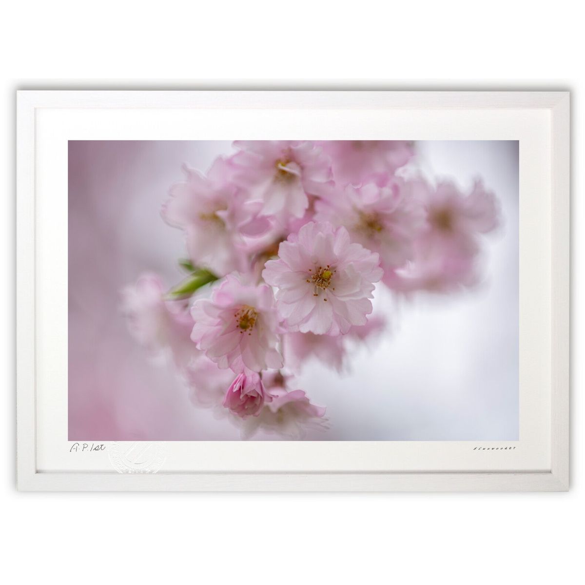 版画 淡く八重桜 (bluewoods07)インテリア 壁掛け 額入り 風景画 ポスター アート リビング 玄関に飾る 風水 プレゼント モダン アートフレーム