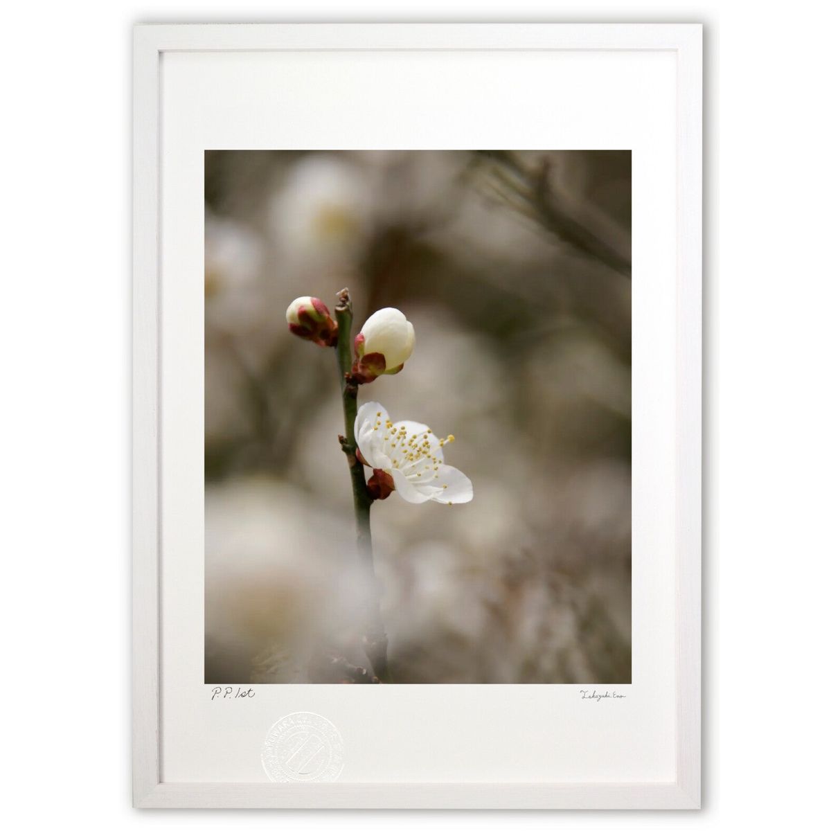 ڥѡSALEȾۡǲ ߤβ (Agura)ƥꥢ ɳݤ  ʲ ݥ  ӥ ؤ˾  ץ쥼  ...