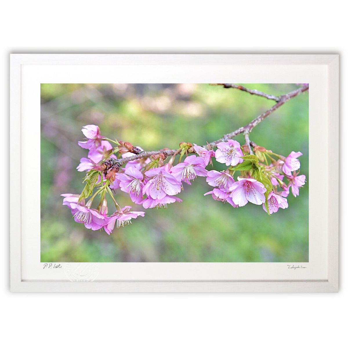 版画 河津桜 (mitan)インテリア 壁掛け 額入り 風景画 ポスター アート リビング 玄関に飾る 風水 プレゼント モダン アートフレーム