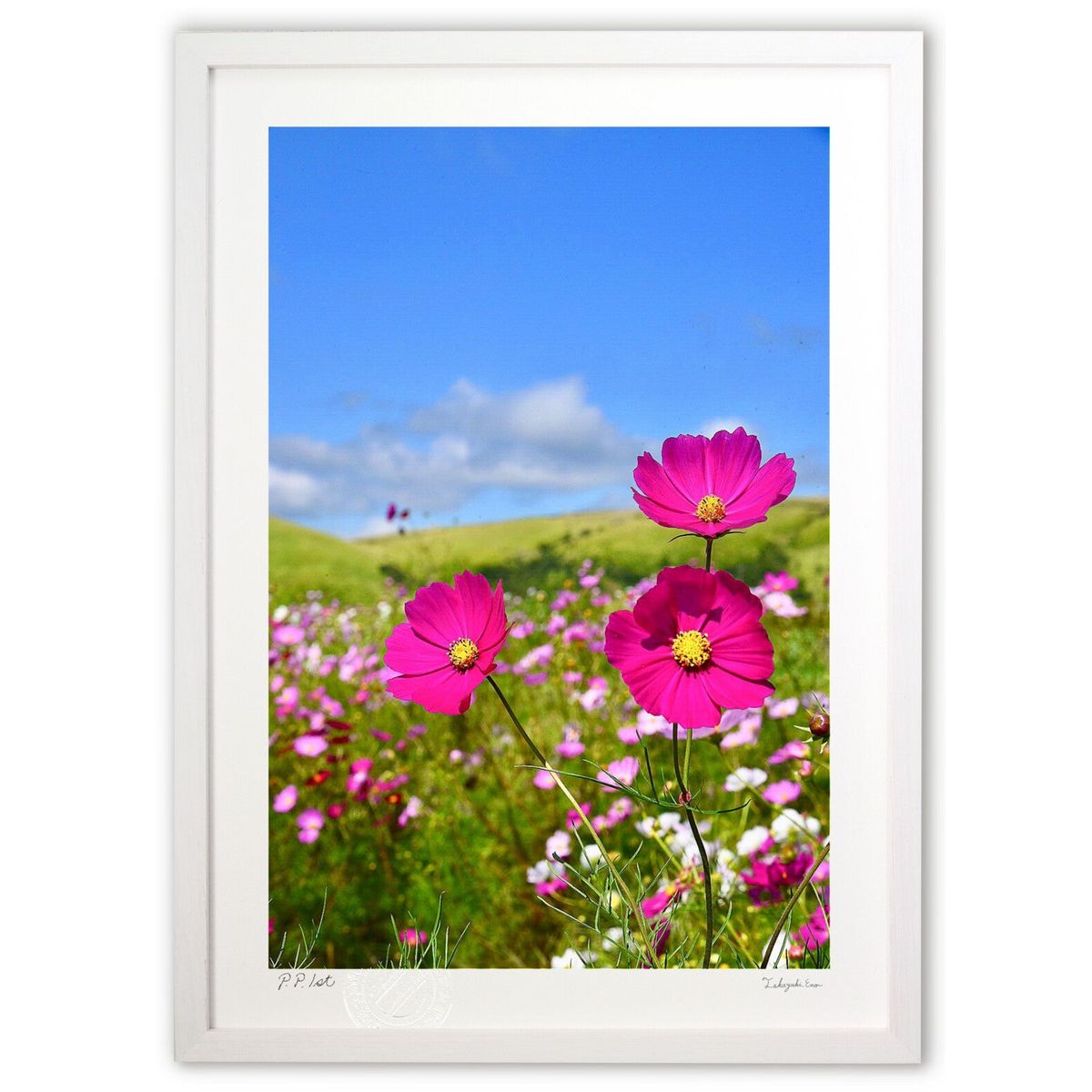 �ǲ� �𸶤Υ����ѥ� (mitan)����ƥꥢ �ɳݤ� ������ ���ʲ� �ݥ����� ������ ��ӥ� ���ؤ˾��� ���� �ץ쥼��� ����� �����ȥե졼��