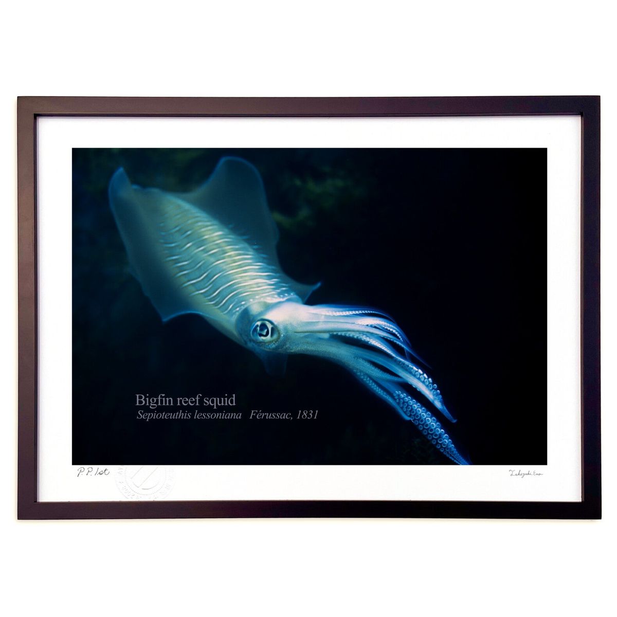 ǲ Twilight TimeΥꥤ (Little Dinosaur)