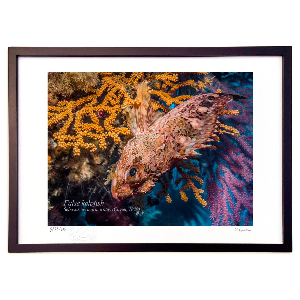 ǲ ˸Ĥ뱣ܤ̾ (Little Dinosaur)