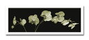 最大100%ポイントバック!限定抽選 アートフォト 絵画 Jk driggs Orchid Spray(オーキッド スプレイ)/インテリア 額入り 額装込 風景...