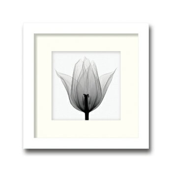 【スーパーSALE10%OFF】レントゲンアート 絵画 トライアンフ チューリップ/インテリア 額入り 額装込 風景画 油絵 ポスター アート アートパネル リ...