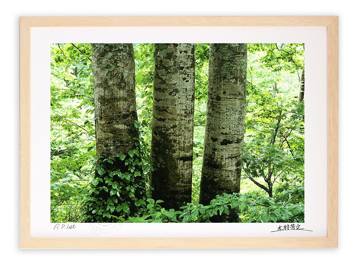 【スーパーSALE半額】アートフォト 絵画 壁掛け 三本のブナ/白山/インテリア 壁掛け 額入り 額装込 風景画 油絵 ポスター アート アートパネル リビング...