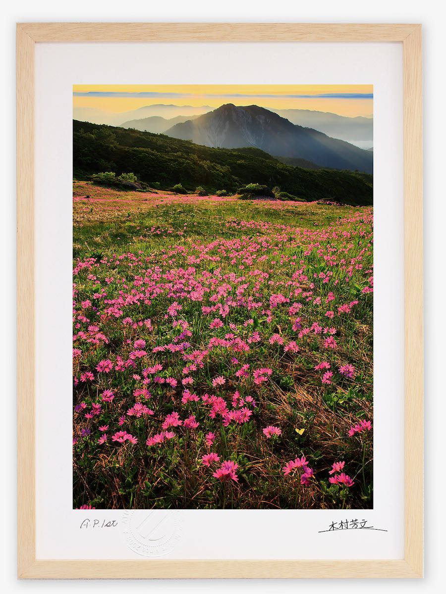 【スーパーSALE半額】アートフォト 絵画 壁掛け 花園・ハクサンコザクラ群落/白山/インテリア 壁掛け 額入り 額装込 風景画 油絵 ポスター アート アート...