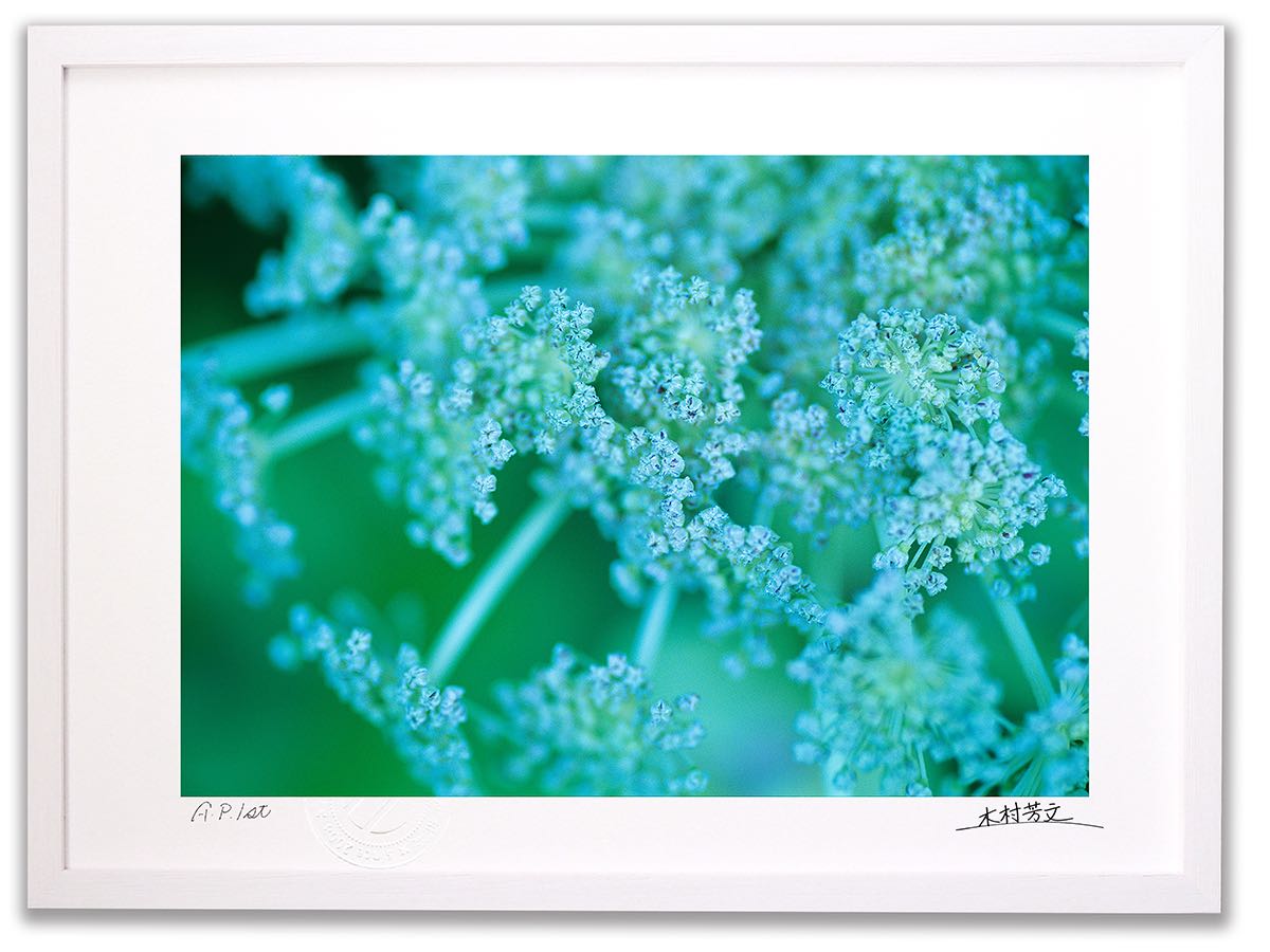 【スーパーSALE半額】アートフォト 絵画 壁掛け ミヤマシシウド/白山/インテリア 壁掛け 額入り 額装込 風景画 油絵 ポスター アート アートパネル リビ...