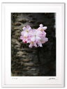 最大100%ポイントバック!限定抽選 アートフォト 絵画 壁掛け 桜/白山市/インテリア 壁掛け 額入り 額装込 風景画 油絵 ポスター アート アートパネル ...
