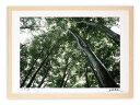 最大100%ポイントバック!限定抽選 アートフォト 絵画 壁掛け 雨のブナ原生林/白山/インテリア 壁掛け 額入り 額装込 風景画 油絵 ポスター アート アー...