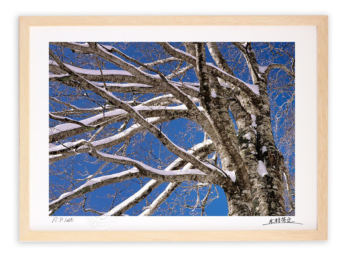 【スーパーSALE半額】アートフォト 絵画 壁掛け 雪の後のブナ/白山/インテリア 壁掛け 額入り 額装込 風景画 油絵 ポスター アート アートパネル リビン...