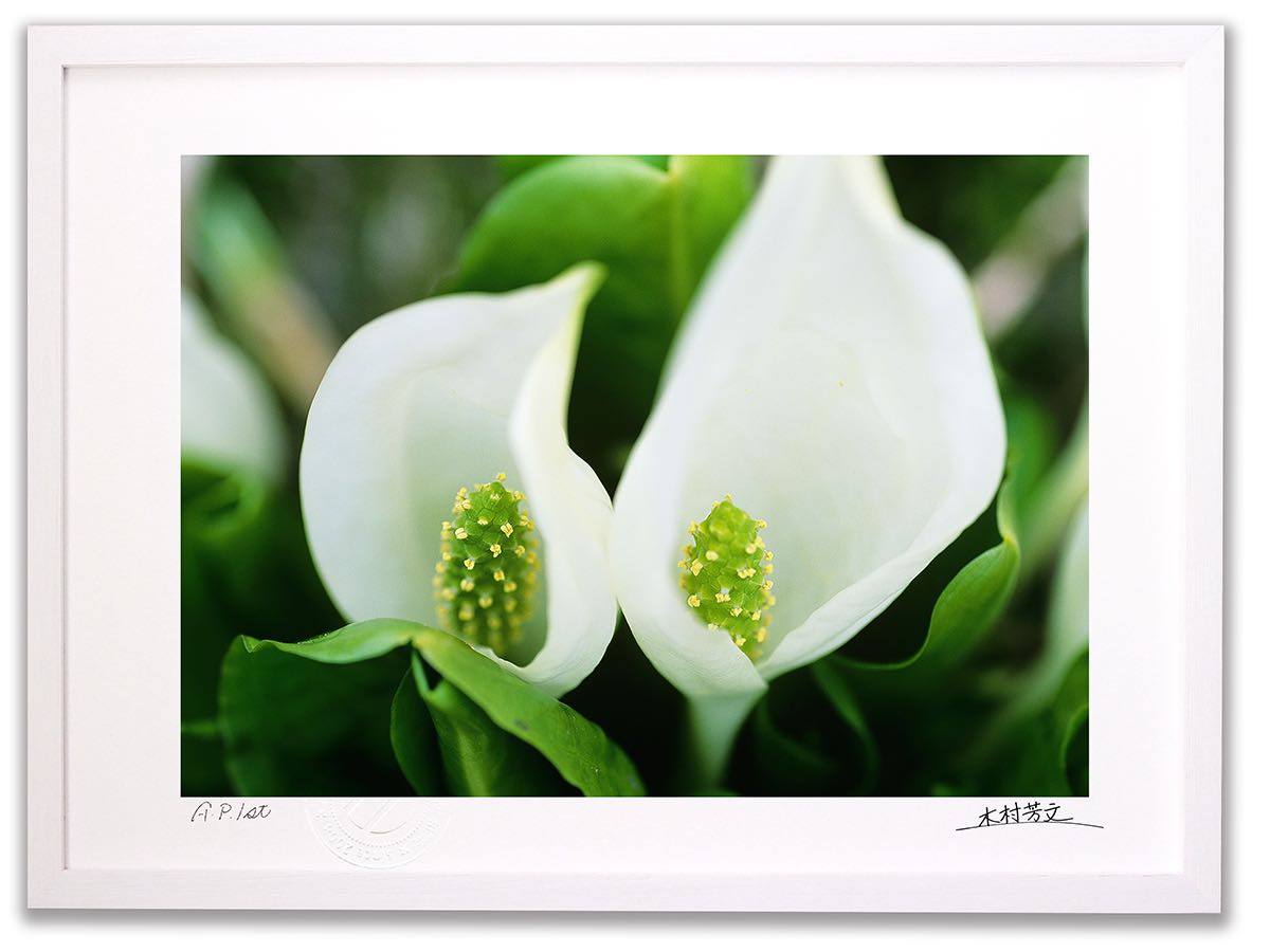 【スーパーSALE半額】アートフォト 絵画 壁掛け ミズバショウ1/白山/インテリア 壁掛け 額入り 額装込 風景画 油絵 ポスター アート アートパネル リビ...