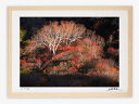 【スーパーSALE50%OFF】アートフォト 絵画 壁掛け ダケカンバの色づき1/白山スーパー林道/インテリア 壁掛け 額入り 額装込 風景画 油絵 ポスター ...