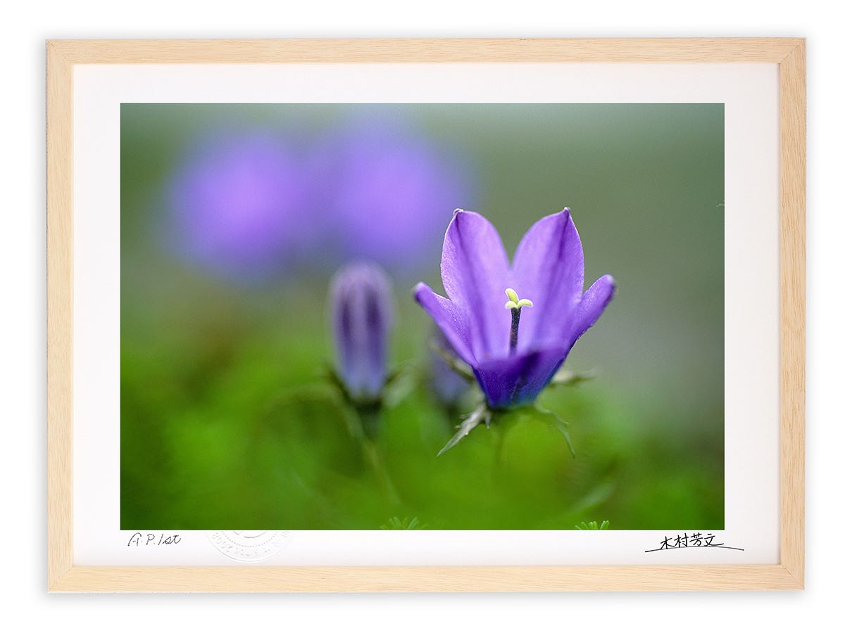 【スーパーSALE半額】アートフォト 絵画 壁掛け イワギキョウ/白山/インテリア 壁掛け 額入り 額装込 風景画 油絵 ポスター アート アートパネル リビン...