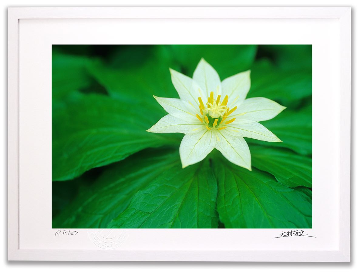 【スーパーSALE半額】アートフォト 絵画 壁掛け キヌガサソウ/白山/インテリア 壁掛け 額入り 額装込 風景画 油絵 ポスター アート アートパネル リビン...