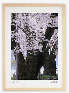 最大100%ポイントバック!限定抽選 アートフォト 絵画 壁掛け 荘川桜1/岐阜県御母衣湖畔/インテリア 壁掛け 額入り 額装込 風景画 油絵 ポスター アート アートパネル リビング 玄関 プレゼント モダン アートフレーム おしゃれ 飾る