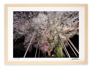 最大100%ポイントバック!限定抽選 アートフォト 絵画 壁掛け ライトアップされた荘川桜3/岐阜県御母衣湖畔/インテリア 壁掛け 額入り 額装込 風景画 油絵 ポスター アート アートパネル リビング 玄関 プレゼント モダン アートフレーム おしゃれ 飾る