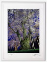 最大100%ポイントバック!限定抽選 アートフォト 絵画 壁掛け ライトアップされた荘川桜4/岐阜県御母衣湖畔/インテリア 壁掛け 額入り 額装込 風景画 油絵...