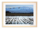 最大100%ポイントバック!限定抽選 アートフォト 絵画 壁掛け 飛び立つ白鳥と白山2/加賀市/インテリア 壁掛け 額入り 額装込 風景画 油絵 ポスター アー...