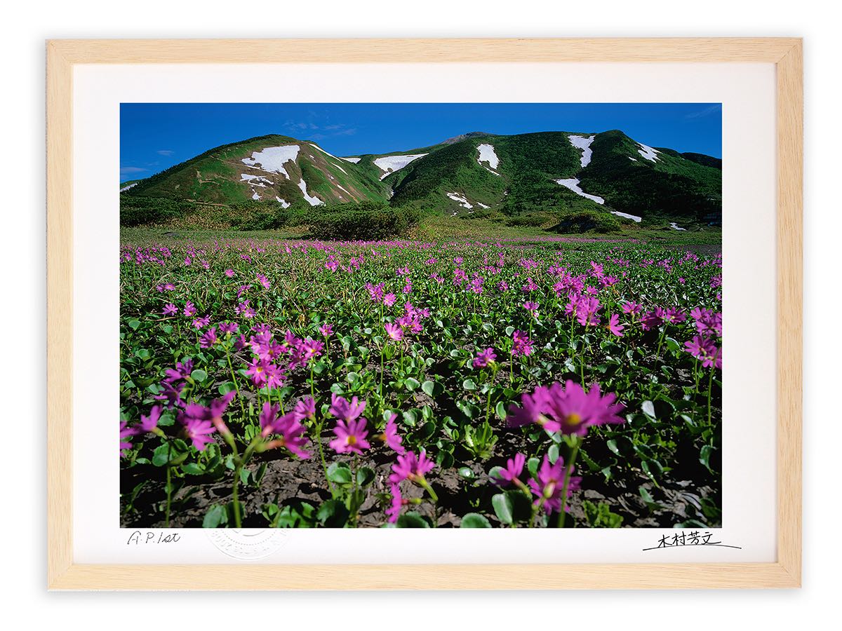 【スーパーSALE半額】アートフォト 絵画 壁掛け ハクサンコザクラ群落2/白山/インテリア 壁掛け 額入り 額装込 風景画 油絵 ポスター アート アートパネ...