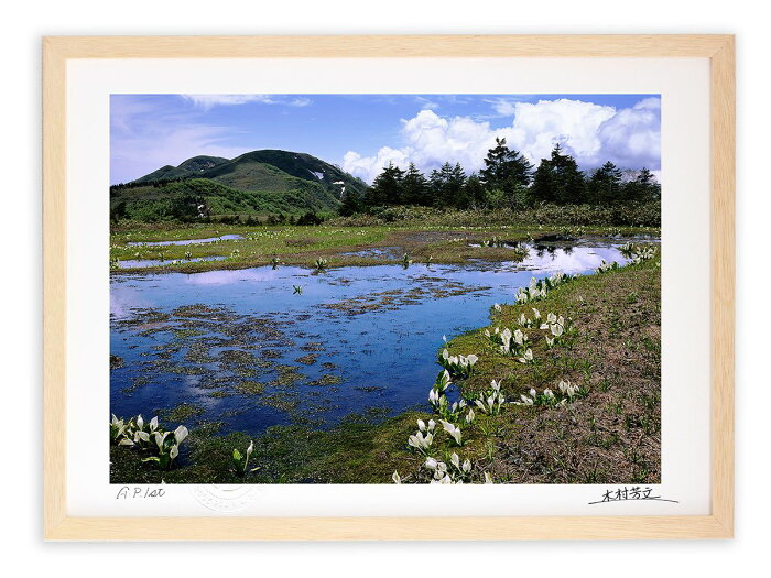 アートフォト 絵画 壁掛け 山上に咲くミズバショウ/白山/インテリア 壁掛け 額入り 額装込 風景画 油絵 ポスター アート アートパネル リビング 玄関 プレゼント モダン アートフレーム おしゃれ 飾る Mサイズ 巣ごもり