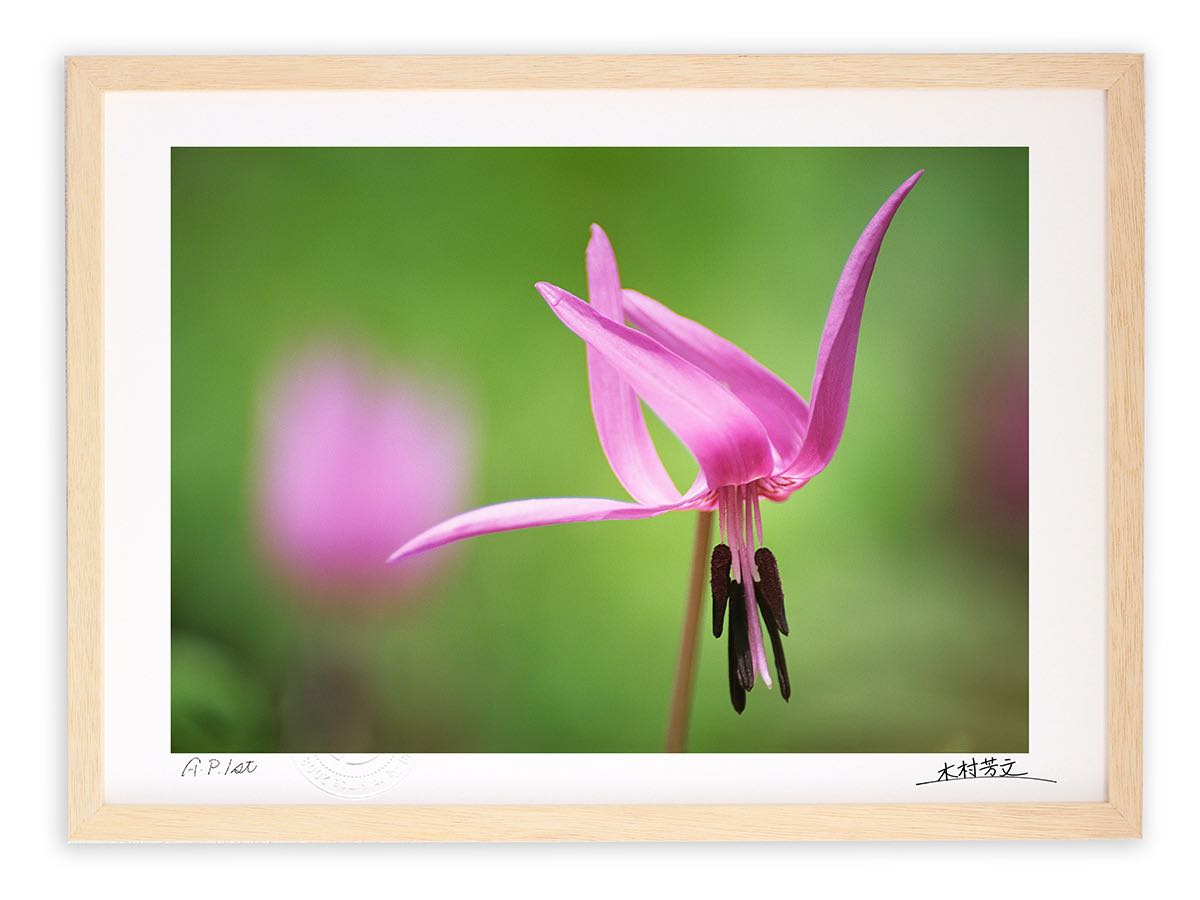 【スーパーSALE半額】アートフォト 絵画 壁掛け カタクリ/白山/インテリア 壁掛け 額入り 額装込 風景画 油絵 ポスター アート アートパネル リビング ...