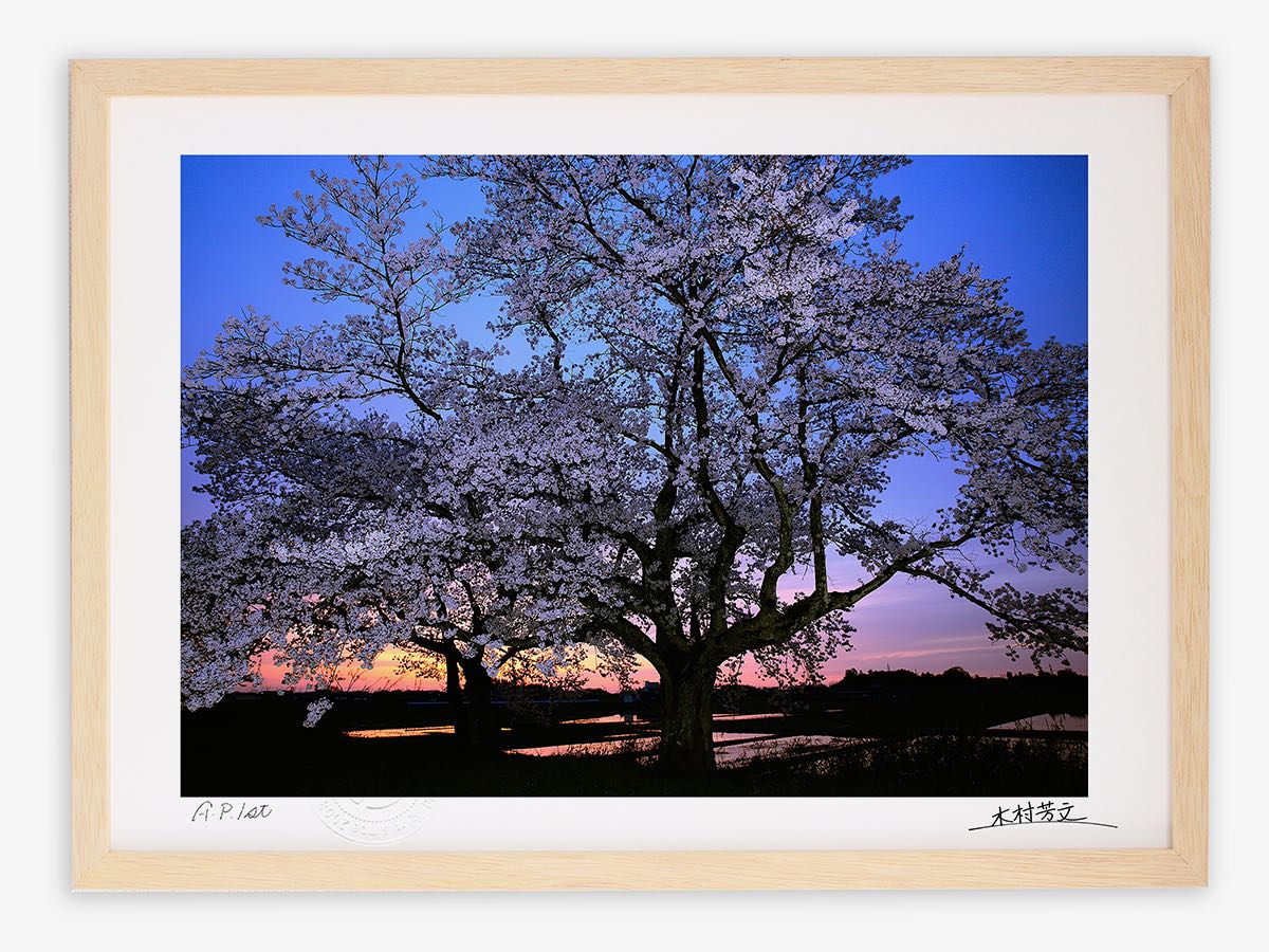 【スーパーSALE半額】アートフォト 絵画 壁掛け 古代桜夕暮れ1/小松市/インテリア 壁掛け 額入り 額装込 風景画 油絵 ポスター アート アートパネル リ...