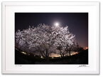 アートフォト 絵画 壁掛け 夜桜3/能美市/インテリア 壁掛け 額入り 額装込 風景画 油絵 ポスター アート アートパネル リビング 玄関 プレゼント モダン アートフレーム おしゃれ 飾る Mサイズ