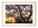 最大100%ポイントバック!限定抽選 アートフォト 絵画 壁掛け 夜桜5/能美市/インテリア 壁掛け 額入り 額装込 風景画 油絵 ポスター アート アートパネ...