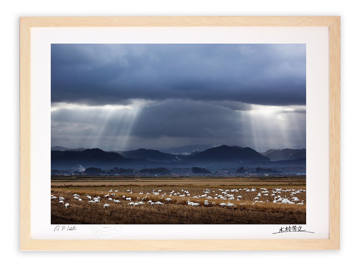 【スーパーSALE半額】アートフォト 絵画 壁掛け 白鳥の景色1/加賀市/インテリア 壁掛け 額入り 額装込 風景画 油絵 ポスター アート アートパネル リビ...