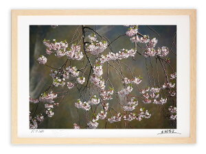 最大100%ポイントバック!限定抽選 アートフォト 絵画 壁掛け 荘川桜2/岐阜県御母衣湖畔/インテリア 壁掛け 額入り 額装込 風景画 油絵 ポスター アート アートパネル リビング 玄関 プレゼント モダン アートフレーム おしゃれ 飾る