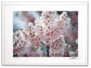 最大100%ポイントバック!限定抽選 アートフォト 絵画 壁掛け 荘川桜4/岐阜県御母衣湖畔/インテリア 壁掛け 額入り 額装込 風景画 油絵 ポスター アート...