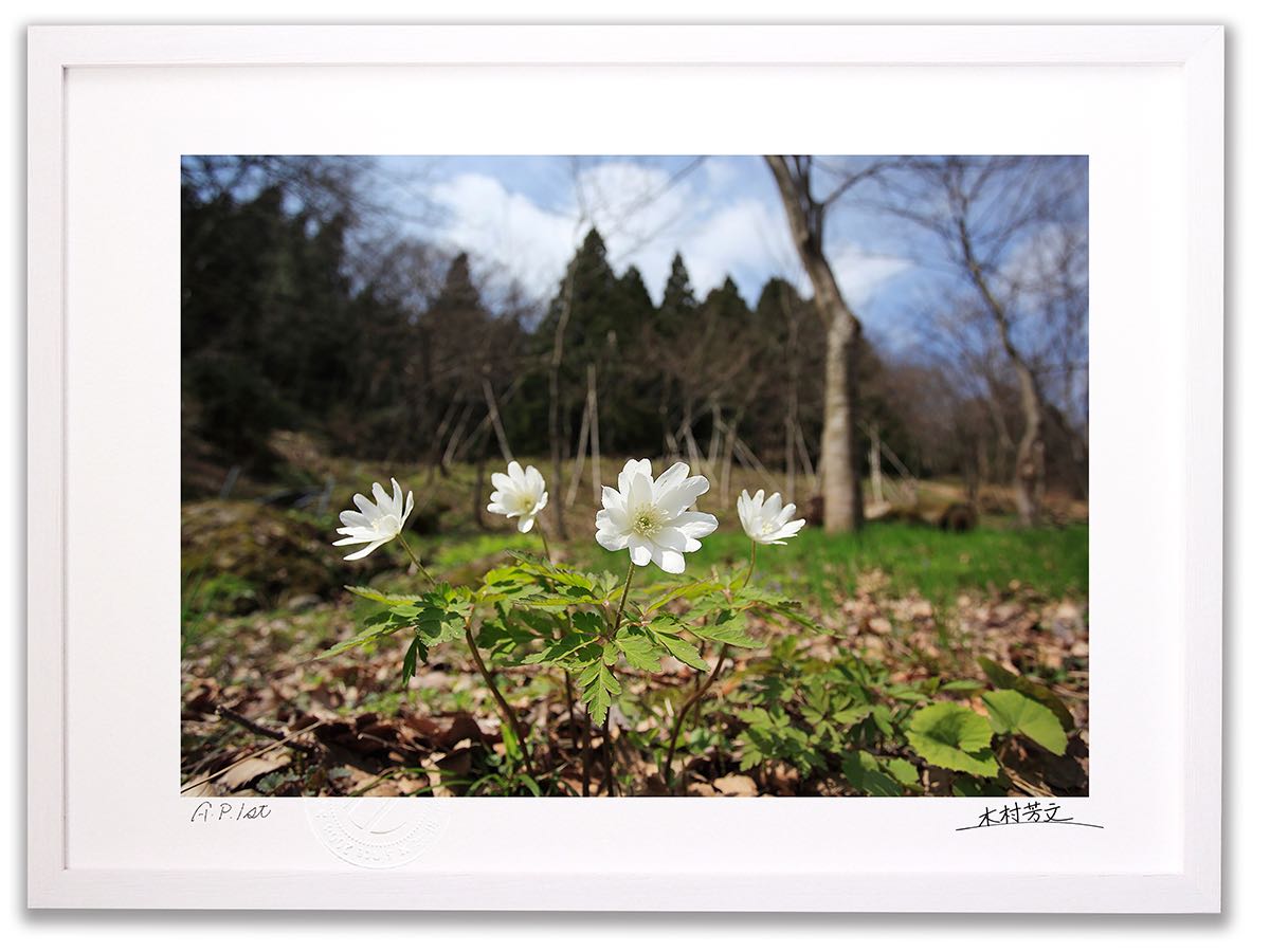 【スーパーSALE半額】アートフォト 絵画 壁掛け キクザキイチゲ2/白山市/インテリア 壁掛け 額入り 額装込 風景画 油絵 ポスター アート アートパネル ...