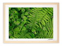 アートフォト 絵画 壁掛け ズダヤクシュの花とシダ/白山/インテリア 壁掛け 額入り 額装込 風景画 油絵 ポスター アート アートパネル リビング 玄関 プレ...