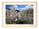最大100%ポイントバック!限定抽選 アートフォト 絵画 壁掛け 花桃/白山市/インテリア 壁掛け 額入り 額装込 風景画 油絵 ポスター アート アートパネル...