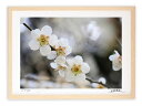 最大100%ポイントバック!限定抽選 アートフォト 絵画 壁掛け 梅の花/白山市/インテリア 壁掛け 額入り 額装込 風景画 油絵 ポスター アート アートパネ...